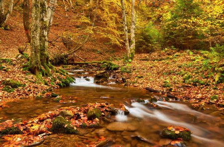 Photo for Autumn leaves along a forest stream. Forest stream in autumn. Autumn forest stream in autumn scene - Royalty Free Image