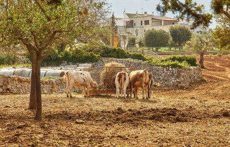 Foto de Vacas podolicas que yacen bajo olivos en la región de Apulia en Italia - Imagen libre de derechos