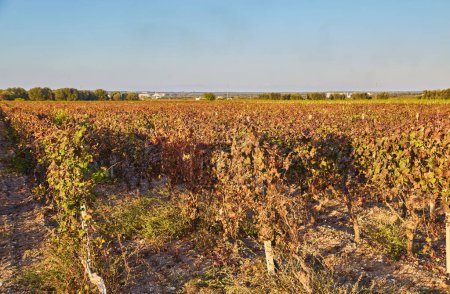 Photo for Rows of Wine Vineyards in Autumn Fall Colors - Royalty Free Image