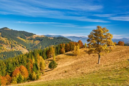 Téléchargez les photos : Forêt par une journée ensoleillée en automne. Paysage de montagne - en image libre de droit