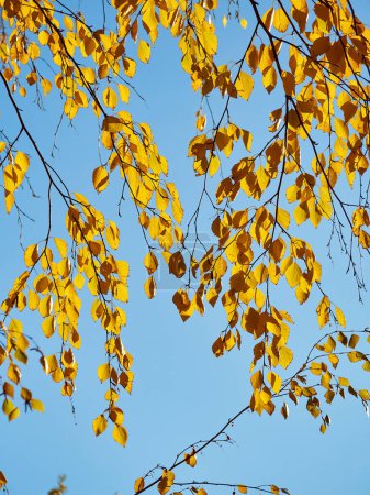 Téléchargez les photos : Autumn leaves on a tree branch. autumn photography - en image libre de droit