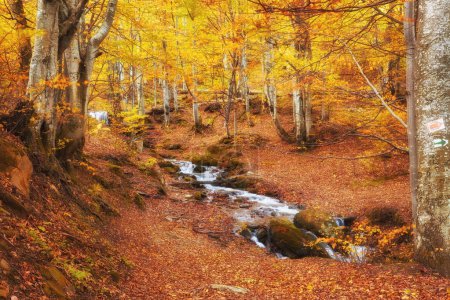 Téléchargez les photos : Une majestueuse rivière d'automne serpente gracieusement à travers une forêt montagneuse pittoresque. Les eaux tranquilles créent une atmosphère sereine, reflétant les teintes vibrantes du feuillage automnal environnant. La combinaison enchanteresse de l'eau courante, tour - en image libre de droit