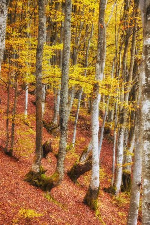 Téléchargez les photos : Entrez dans un monde de splendeur dorée alors que vous explorez la charmante forêt de hêtres d'automne nichée dans le désert montagneux sauvage et sauvage. Un kaléidoscope de feuillages vibrants recouvre le sol forestier, vous plongeant dans une symphonie de couleurs et de textures. - en image libre de droit