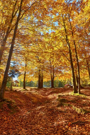 Téléchargez les photos : Plongez dans l'enchantement de l'automne alors que vous entrez dans une tapisserie majestueuse d'une ancienne forêt de hêtres. Le sol est orné d'un tapis vibrant de feuilles tombées, peignant le paysage avec des teintes d'or, de rouge et d'orange. - en image libre de droit