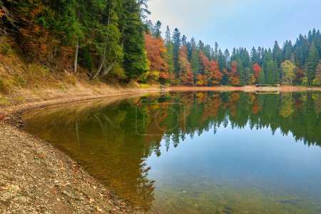 Téléchargez les photos : Lake in mystery fog with autumn forest. Ghostly mountain lake. Ukrainian lake Synevir - en image libre de droit