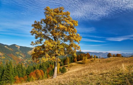 Foto de Sumérjase en la serenata dorada del otoño mientras observa los majestuosos Cárpatos adornados con la vibrante paleta de la naturaleza. El aire está lleno de una sinfonía de colores mientras el exuberante follaje pinta el paisaje en tonos de oro, naranja y cr - Imagen libre de derechos