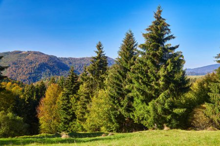 Téléchargez les photos : Voyez la tapisserie envoûtante de l'automne dans les Carpates. Les sommets majestueux se dressent fièrement, entourés d'un kaléidoscope vibrant de feuillage. Des nuances de rouge, d'orange et d'or peignent le paysage, créant une symphonie de couleurs à couper le souffle. - en image libre de droit
