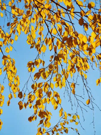 Foto de Hojas amarillas otoñales como fondo natural. Temporada de otoño - Imagen libre de derechos