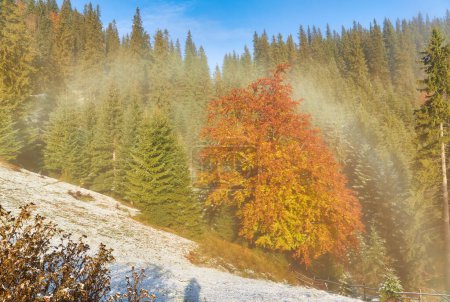 Téléchargez les photos : Dans l'étreinte tranquille de l'automne, les montagnes s'animent avec les premières chutes de neige. Les arbres imposants ornés de feuillage doré créent un contraste époustouflant avec le paysage blanc. Majestueux sommets enneigés ornent la toile de fond, ajoutant une touche de gr - en image libre de droit