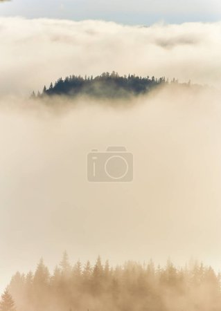 Photo for Mist-laden mountain peaks adorned with graceful pines. The air is filled with a gentle whisper as nature's tranquility envelops you, immersing you in a world of misty enchantment and peaceful solitude - Royalty Free Image
