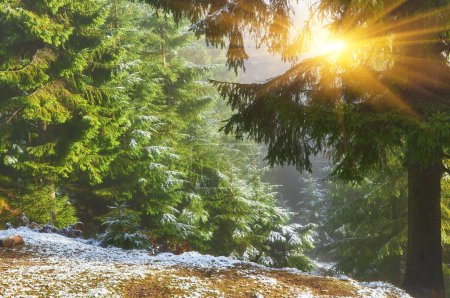 Photo for In the embrace of autumn serenity, a snow-kissed mountain trail unfolds its captivating beauty. Towering pine trees line the path, creating a sense of tranquility and inviting exploration amidst nature's majestic spectacle. - Royalty Free Image