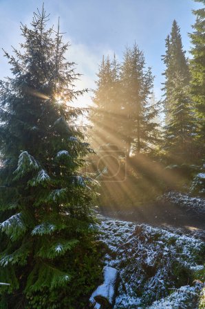Téléchargez les photos : Une scène pittoresque d'une pente de montagne, ornée de grands épinettes, saupoudré dans la première neige de la saison. Alors que la brume se lève, le soleil se brise à travers les arbres, projetant une belle lumière qui danse à travers les branches. - en image libre de droit