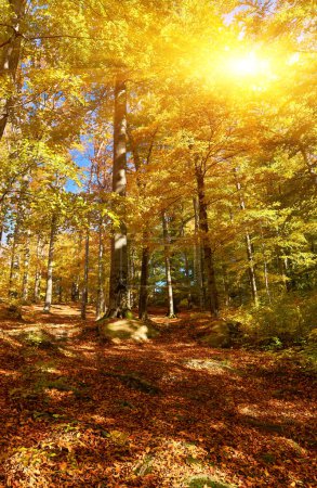 Téléchargez les photos : Hêtraie aux feuilles orange. Paysage d'automne par une journée ensoleillée dans les montagnes. Carpates, Ukraine, Europe - en image libre de droit