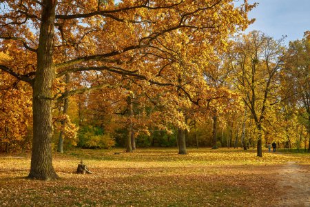 Téléchargez les photos : Beau parc d'automne avec des feuilles rouges et jaunes tombées de l'arbre - en image libre de droit