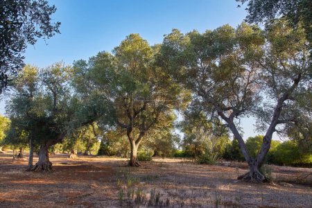Photo for Italy, Puglia region, south of the country. Traditional plantation of olive trees. - Royalty Free Image