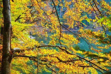Téléchargez les photos : Plongez dans la beauté enchanteresse de la verrière dorée en vous promenant dans la forêt d'automne. Les branches des hêtres s'étendent gracieusement au-dessus de la tête, ornées de feuilles jaune vif. Le fond d'automne envoûtant définit la st parfaite - en image libre de droit