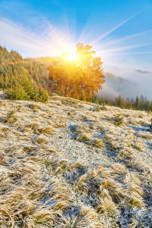 Téléchargez les photos : Un lever de soleil d'automne enneigé dans les montagnes, avec un arbre solitaire debout sur une pente, entouré de sommets couverts de brouillard. La beauté sereine de la nature au petit matin. - en image libre de droit