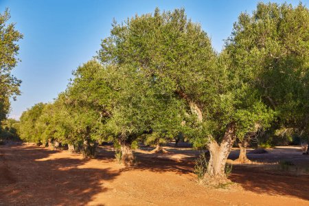 Photo for Olive trees in a sunny olive garden view - Royalty Free Image