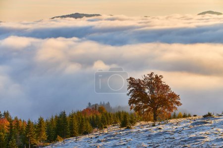 Téléchargez les photos : Un lever de soleil d'automne enneigé dans les montagnes, avec un arbre solitaire debout sur une pente, entouré de sommets couverts de brouillard. La beauté sereine de la nature au petit matin. - en image libre de droit