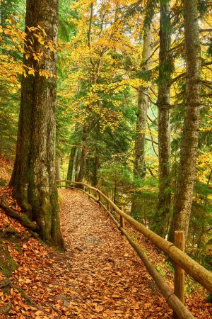 Photo for Embark on a tranquil journey through the vibrant hues of autumn along a forest path that winds alongside a picturesque lake. The wooden fence gracefully guides your steps, while the majestic forest unveils its captivating beauty. Immerse yourself in - Royalty Free Image