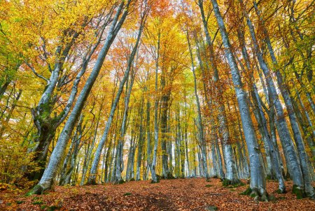 Foto de Adéntrate en un mundo de esplendor dorado mientras exploras el encantador bosque de hayas de otoño enclavado dentro de la indomable naturaleza montañosa. Un caleidoscopio de follaje vibrante cubre el suelo del bosque, sumergiéndote en una sinfonía de colores y texturas. - Imagen libre de derechos