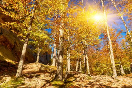 Téléchargez les photos : Plongez dans la beauté à couper le souffle d'une forêt de hêtres d'automne. Le sol est orné d'un tapis vibrant de feuilles tombées, créant une scène pittoresque au milieu du paysage montagneux - en image libre de droit