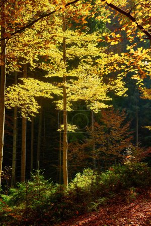 Photo for Immerse yourself in the enchanting beauty of the golden canopy as you wander through the autumn forest. The branches of beech trees gracefully stretch overhead, adorned with vibrant yellow leaves. The mesmerizing autumn background sets the perfect st - Royalty Free Image