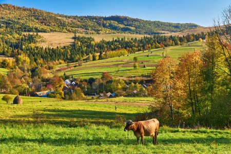 Foto de Paisaje de montaña con vacas. Ambiente pacífico. Vacas en el pasto
. - Imagen libre de derechos