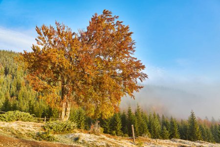 Téléchargez les photos : Un matin d'automne serein dévoile la première neige, mettant en valeur un arbre solitaire contre les montagnes couvertes de brume. Plaisir dans la beauté tranquille et les couleurs harmonieuses - en image libre de droit
