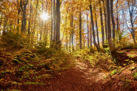Foto de Sumérgete en la impresionante belleza de un bosque de hayas de otoño. El suelo está adornado con una vibrante alfombra de hojas caídas, creando una pintoresca escena en medio del paisaje montañoso - Imagen libre de derechos