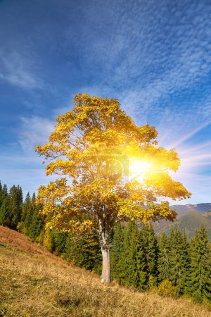 Photo for Majestic golden beech tree takes center stage, adorned with its resplendent foliage. In the backdrop, low-lying mountains gracefully converge with the vast blue sky, creating a breathtaking panorama. The warm hues of fall paint a mesmerizing portrait - Royalty Free Image