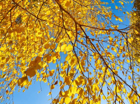 Téléchargez les photos : Feuilles jaunes d'automne comme fond naturel. Saison d'automne - en image libre de droit