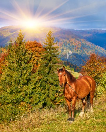 Foto de Retrato de un caballo marrón de pie en un campo con montañas en el fondo - Imagen libre de derechos