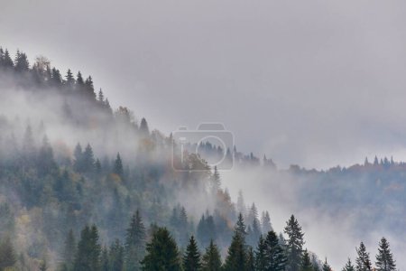 Téléchargez les photos : Plongez-vous dans la beauté éthérée des sommets brumeux ornés de forêts denses de pins. L'interaction mystique du brouillard et des pins majestueux crée une atmosphère enchanteresse qui évoque un sentiment de crainte et d'émerveillement.. - en image libre de droit