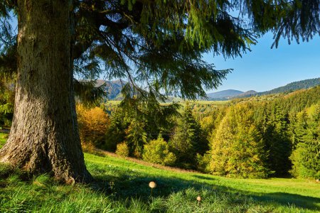 Téléchargez les photos : Voyez la tapisserie envoûtante de l'automne dans les Carpates. Les sommets majestueux se dressent fièrement, entourés d'un kaléidoscope vibrant de feuillage. Des nuances de rouge, d'orange et d'or peignent le paysage, créant une symphonie de couleurs à couper le souffle. - en image libre de droit