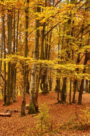 Photo for Step into a world of golden splendor as you explore the enchanting autumn beech forest nestled within the untamed mountainous wilderness. A kaleidoscope of vibrant foliage blankets the forest floor, immersing you in a symphony of colors and textures. - Royalty Free Image