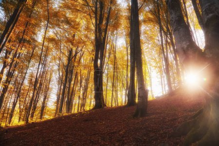 Téléchargez les photos : Plongez dans la beauté à couper le souffle d'une forêt de hêtres d'automne. Le sol est orné d'un tapis vibrant de feuilles tombées, créant une scène pittoresque au milieu du paysage montagneux - en image libre de droit