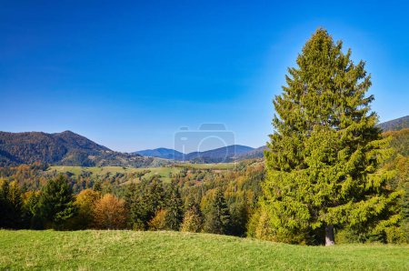 Photo for Immerse yourself in the golden serenade of autumn as you witness the majestic Carpathian Peaks adorned with nature's vibrant palette. The air is filled with a symphony of colors as the lush foliage paints the landscape in hues of gold, orange, and cr - Royalty Free Image