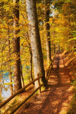 Téléchargez les photos : Forêt de hêtres d'automne nichée dans la nature sauvage montagneuse sauvage sauvage. - en image libre de droit