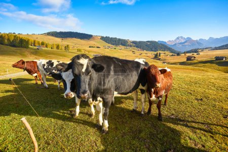 Téléchargez les photos : Cow in the alps on a green meadow - en image libre de droit