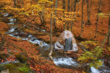Foto de Un estrecho río de montaña fluye rápidamente a través de un cautivador bosque de hayas de otoño, creando una escena fascinante. - Imagen libre de derechos