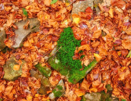 Foto de Fondo de otoño, donde hojas vibrantes, piedras lisas y musgo exuberante se entrelazan para crear un fondo cautivador. - Imagen libre de derechos