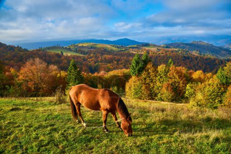 Foto de Retrato de un caballo marrón de pie en un campo con montañas en el fondo - Imagen libre de derechos
