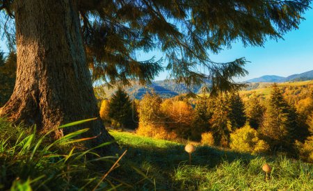 Téléchargez les photos : Majestueuses montagnes des Carpates. Au premier plan, un tapis vert vif d'herbe dévoile un magnifique pin imposant - en image libre de droit