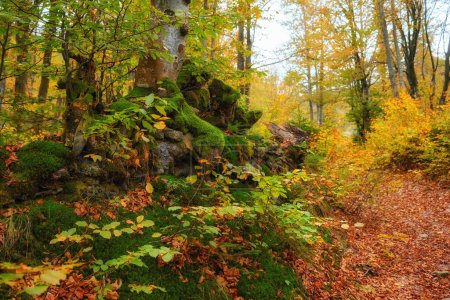 Téléchargez les photos : Charmante forêt de hêtres d'automne nichée dans la nature sauvage montagneuse sauvage et sauvage. - en image libre de droit
