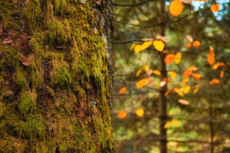 Téléchargez les photos : Forêt d'automne prend vie comme les racines d'un arbre majestueux entrelacé, orné de mousse verte vibrante. - en image libre de droit