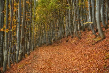 Foto de Bosque de otoño hermosa vista - Imagen libre de derechos
