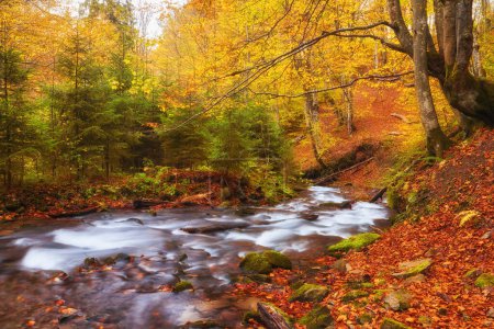 Téléchargez les photos : Rivière d'automne serpente gracieusement son chemin à travers une forêt montagneuse pittoresque. - en image libre de droit