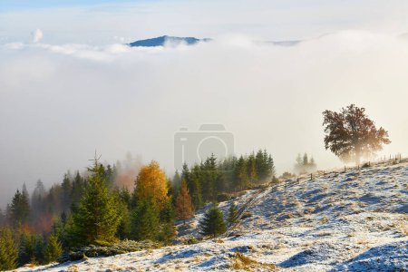 Téléchargez les photos : Un matin d'automne serein dévoile la première neige, mettant en valeur un arbre solitaire contre les montagnes couvertes de brume. Plaisir dans la beauté tranquille et les couleurs harmonieuses - en image libre de droit