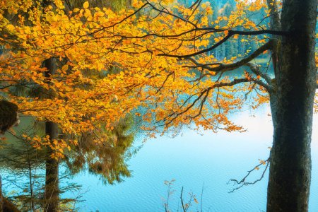Foto de Montañas Cárpatos durante el otoño. El cautivador lago Synevir refleja los colores vibrantes del follaje circundante. - Imagen libre de derechos